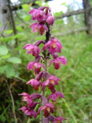 Bergwalvögelein Orchidee.jpg