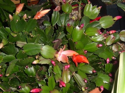 Schlumbergera.JPG