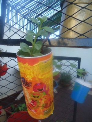 DSC04266 (800x600).jpg