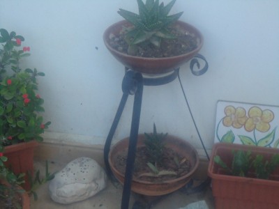 DSC04270 (800x600).jpg