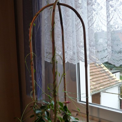 P1090936ö.jpg