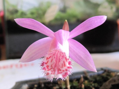 pleione.JPG