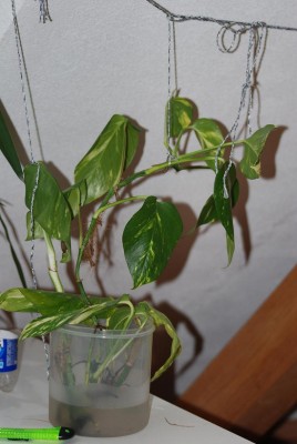 Efeututenzucht 003.JPG