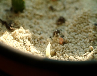 DSCF7084g.jpg