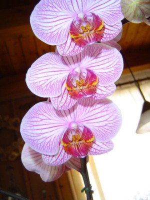 bin bei Irene eingezogen.JPG