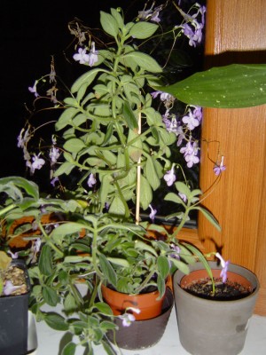 Streptocarpus saxorum.jpg