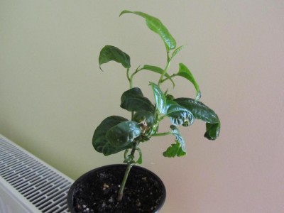 K1024_IMG_1521.JPG