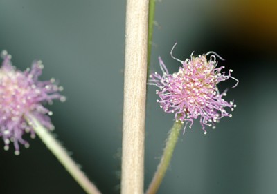 DSCF7081g.jpg