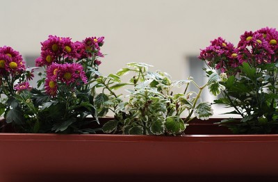 dsc_7879_Chrysanthemen.jpg