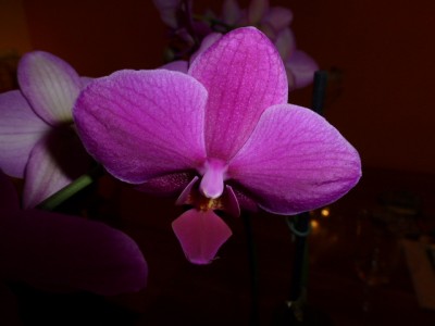 P1000499.JPG