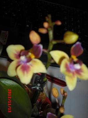 phal mini1.jpg