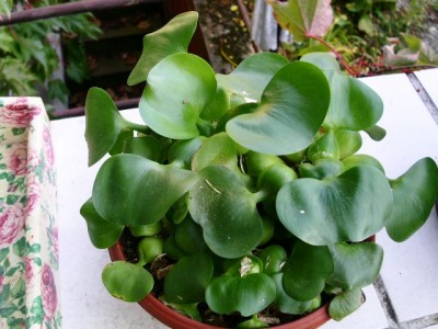 PICT0298.JPG