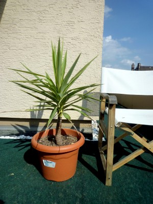 Yucca 2B - 2012.09 - 72cmm.JPG