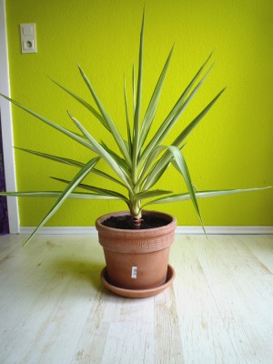 Yucca 2B - 2011.03 - 57cmm.JPG