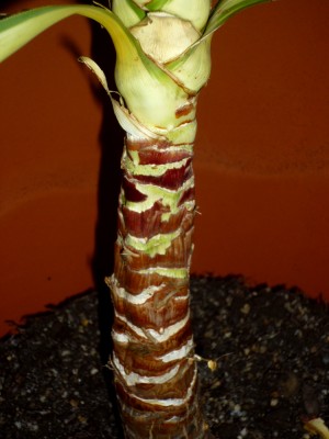 P1020575m.JPG