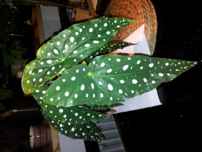 20121114_192557.jpg
