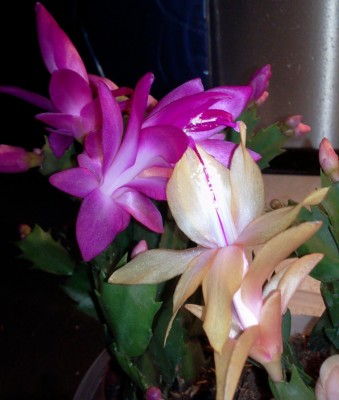 yellow-pink 14.11..jpg