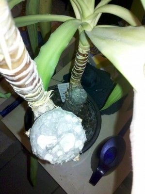 2012-11-14_20-49-02_186.jpg