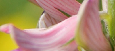 blümchen4900 1.jpg