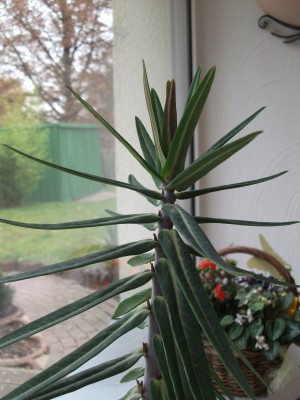 DSCF5271.JPG