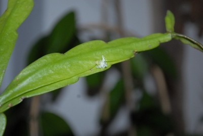 Rhipsalis2012 016yy.jpg