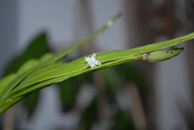 Rhipsalis2012 014yy.jpg