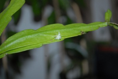 Rhipsalis2012 012yy.jpg