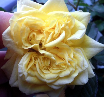 doppelteRosenblüte.jpg