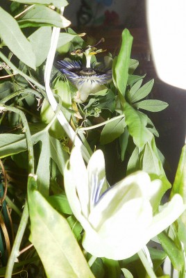 passiflora caerulea3.jpg