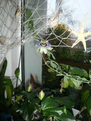 passiflora caerulea2.jpg