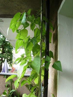 Cranberry flieder..JPG