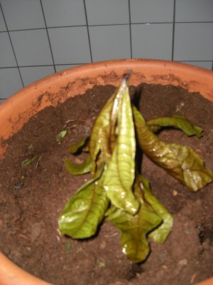 CIMG6143.JPG