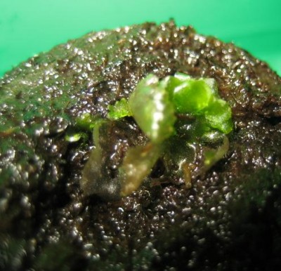 green10 204.jpg