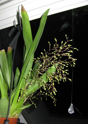 Oncidium Tiny Twinkle_7832.jpg