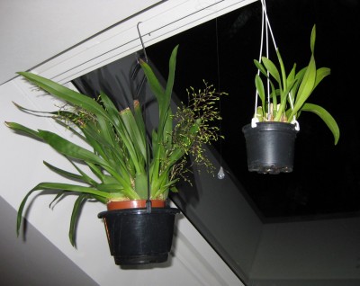 Oncidium Tiny Twinkle und Sweet Sugar_7831.jpg