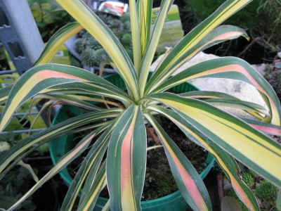 Yucca_7789.jpg