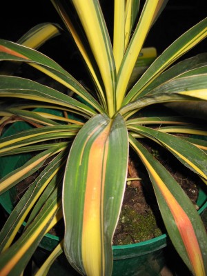 Yucca_7788.jpg