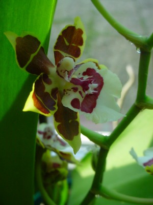 DSC00900.JPG