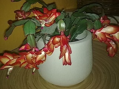 ......S.Samba Brasil...JPG