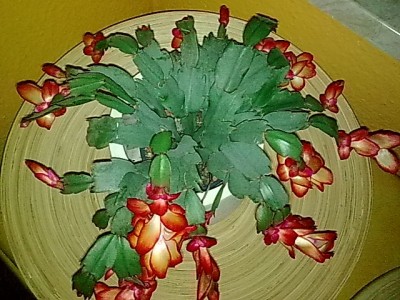 ......S.Samba Brasil.....JPG