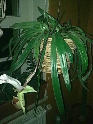 ......Paphiopedilum...JPG
