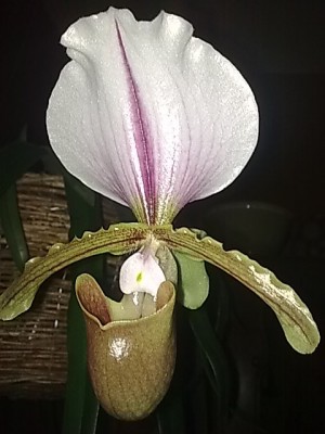 ......Paphiopedilum.JPG