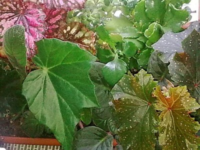 ......Begonien Mix....JPG
