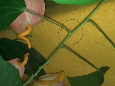 ......Hibiscus Swan Lake......JPG