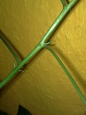 ......Hibiscus Swan Lake....JPG