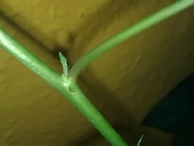 ......Hibiscus Swan Lake...JPG