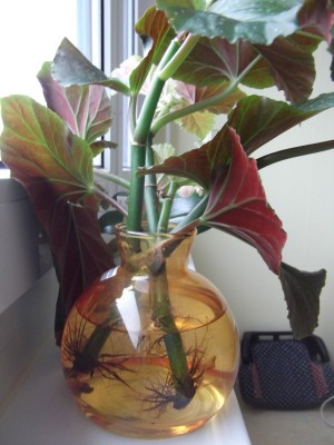 DSCF6627.JPG