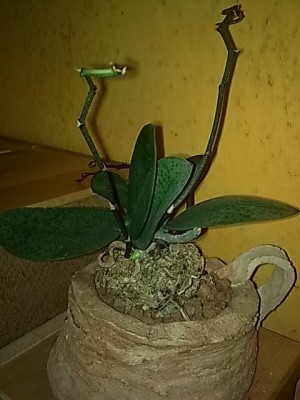 .....mini Phal...JPG