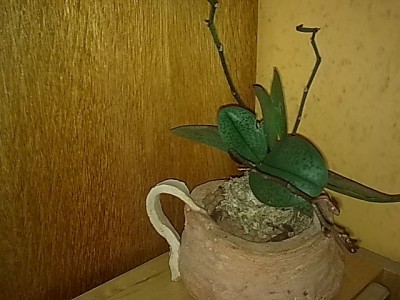 ......mini Phal.JPG