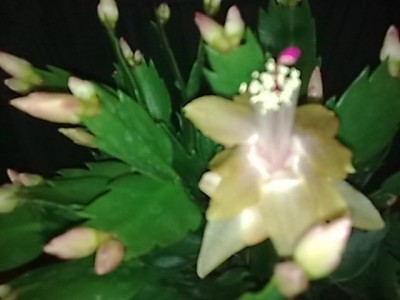 ..Schlumbergera gelb...JPG
